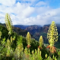 Hawaii, Kauai, Waimea Canyon, Iliau Növény, Csak A Kauai Poszter Nyomtatáson Található