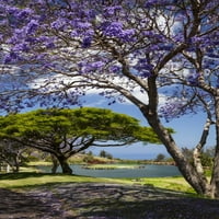 Jacaranda, fák, alatt, virágzás, nagy sziget ország klub, golfpálya, Puwa ' Awa 'a Ranch, North Kona; Pu' uanahulu,